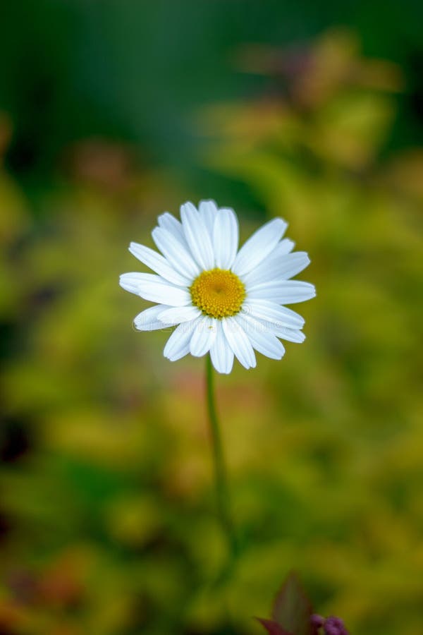 Daisy or Chamomile Flower on a Meadow. Stock Image Image of