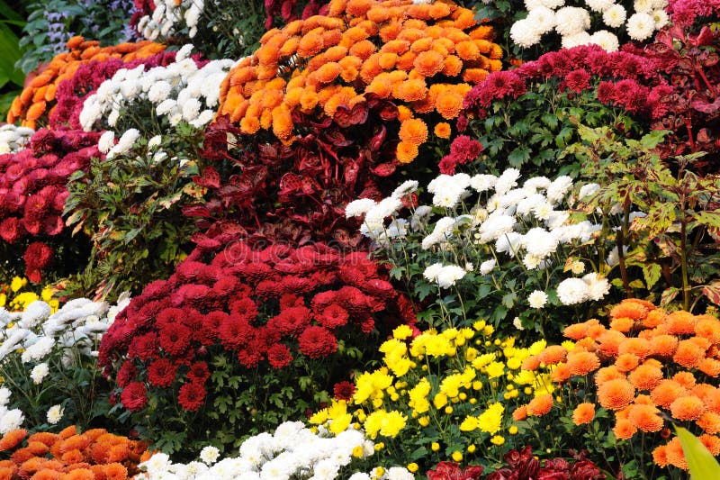 Daisy colors stock image. Image of flora, color, plants 17010657