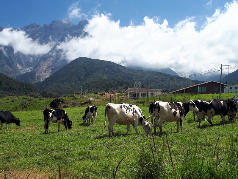 Daisy Dairy Farm En Kundasang Sabah Foto de archivo Imagen de verde