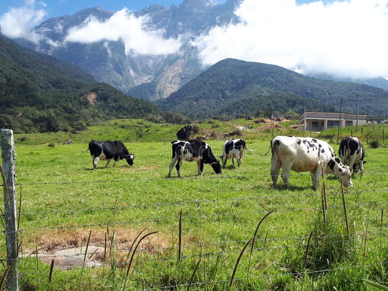 Daisy Dairy Farm in Kundasang Sabah Stockfoto Bild von wiese, borneo