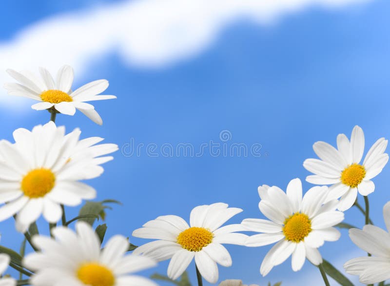 Daisy stock photo. Image of daisys, blue, daisy, cloud 45018030