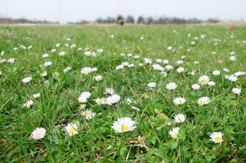 Daisy field