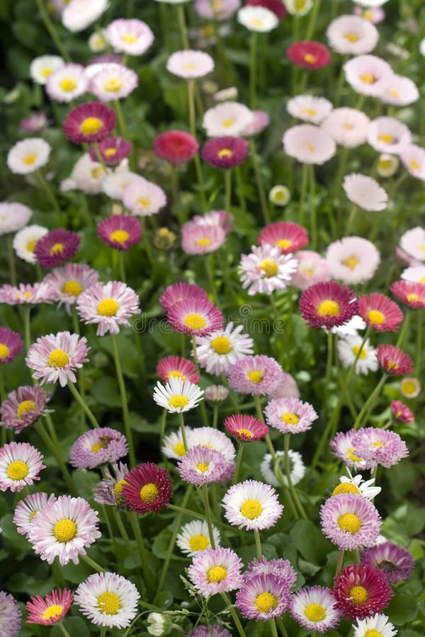 Daisy field stock photo. Image of bright, beauty, flower 4950468