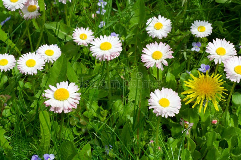 Daisy field