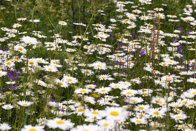 Daisy in a field stock image. Image of outdoors, lush 80291429