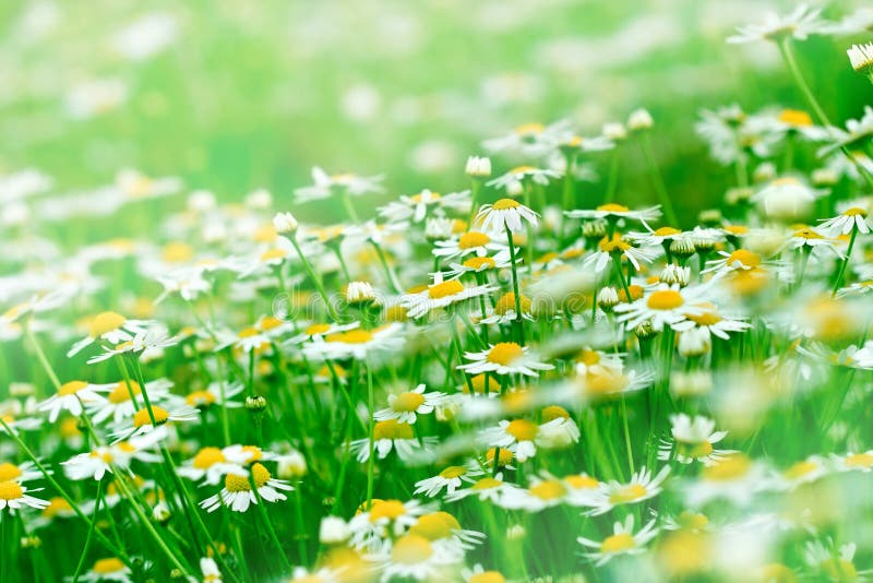 Daisy field stock image. Image of botanical, daisy, flower - 36737565