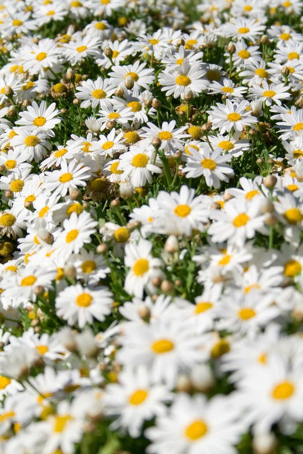 Daisy field in spring stock image. Image of rural, natural 4824475