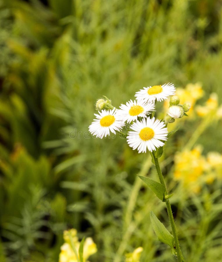 yellow and white wildflower Daisy Fleabane, Erigeron annuus in backyard field, upstate rural New York. yellow and white wildflower Daisy Fleabane, Erigeron annuus in backyard field, upstate rural New York