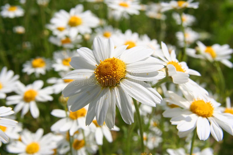 Daisy flower stock image. Image of close, meadow, country - 6286913