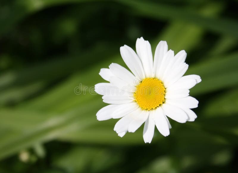 Daisy flower