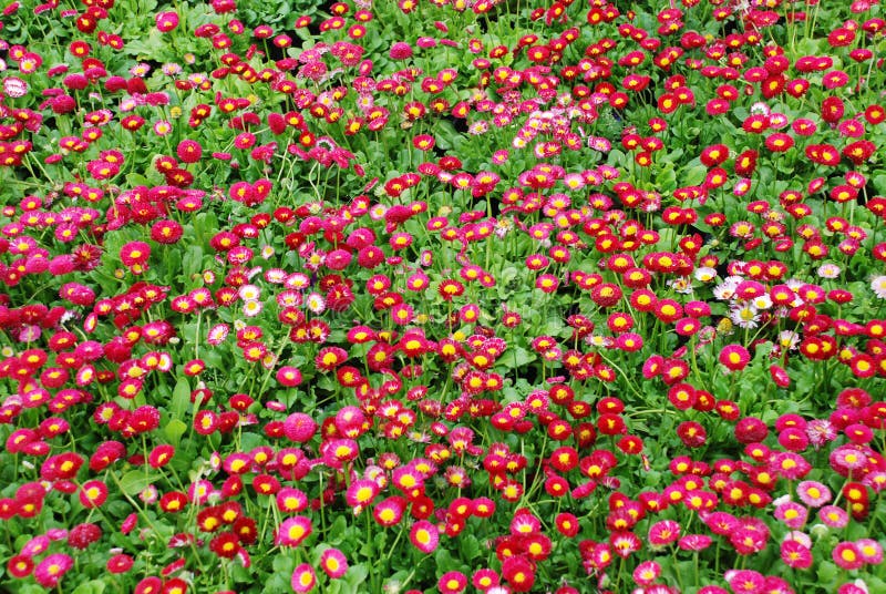 The daisy flower bed stock image. Image of spring, dark 4928945