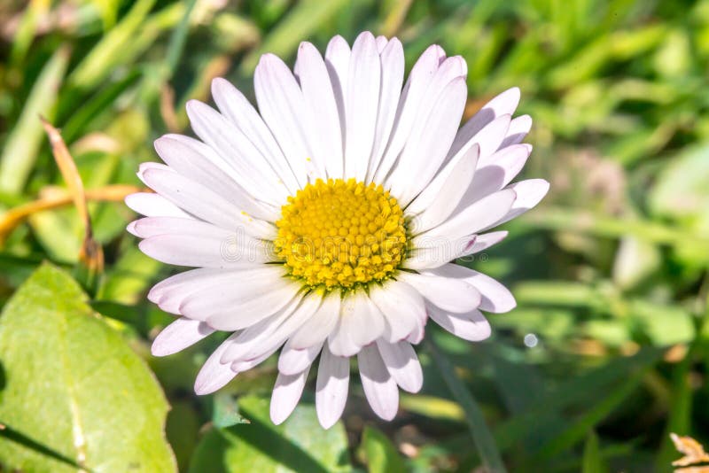 Daisy květina (Bellis perennis) brzy na jaře makro