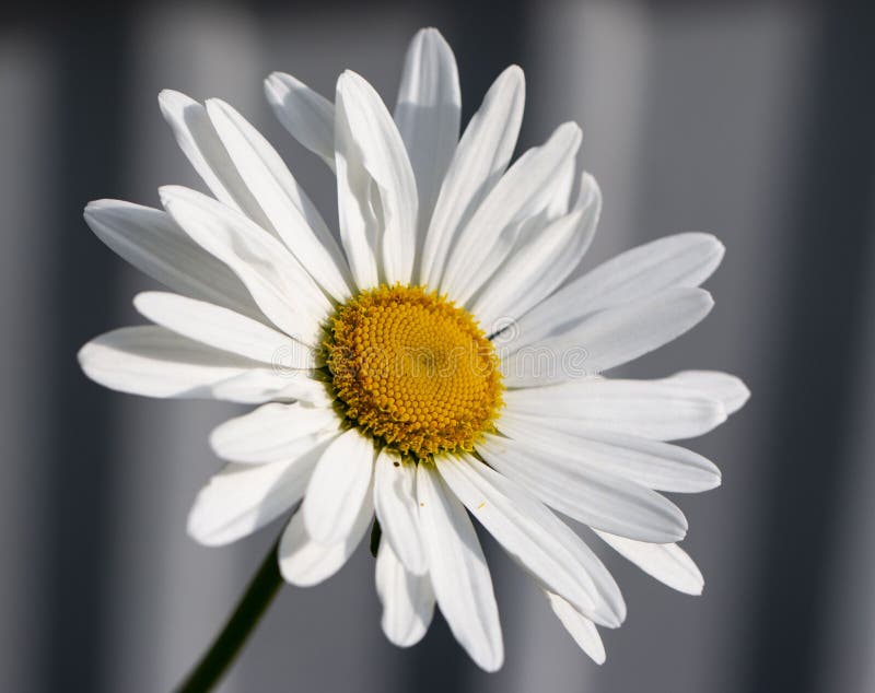Daisy Flower on a Black and White Background Stock Photo Image of