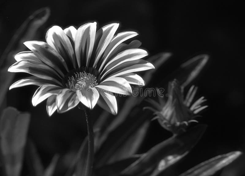 Daisy Flower in Black and White Stock Photo Image of black, leaf