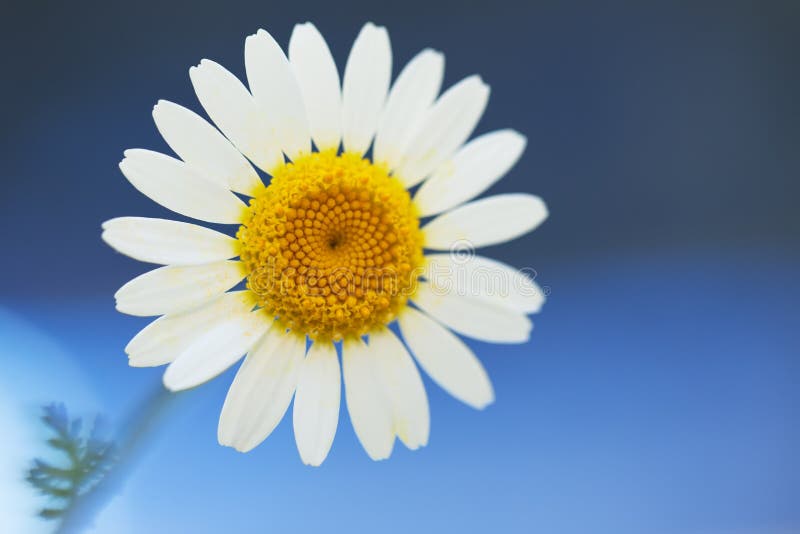 Daisy Flower on Blue Background Stock Image Image of flower, bright
