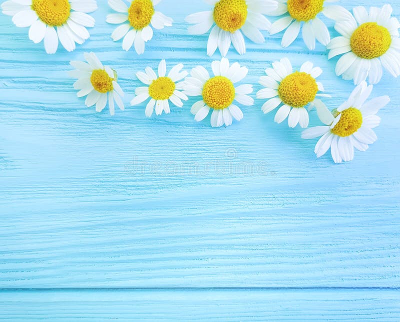 Daisy flower on blue wooden background composition frame