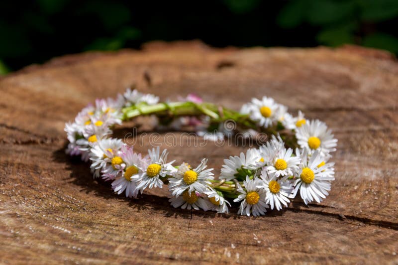 Daisy Flower Bracelet in the Sun on a Wooden Surface Stock Photo - Image of  green, bloom: 109588490