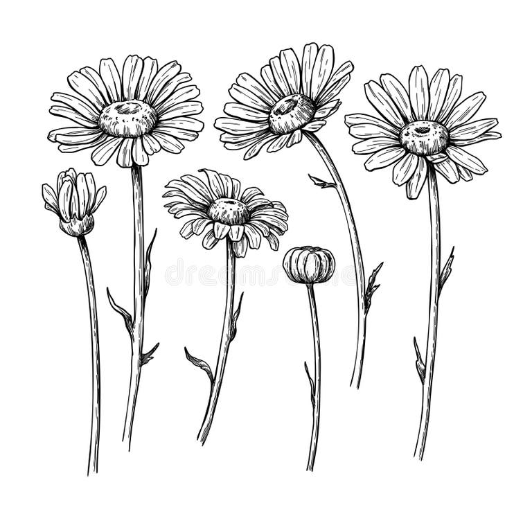 Daisy Stock Illustrations – 194,291 Daisy Stock Illustrations, Vectors ...