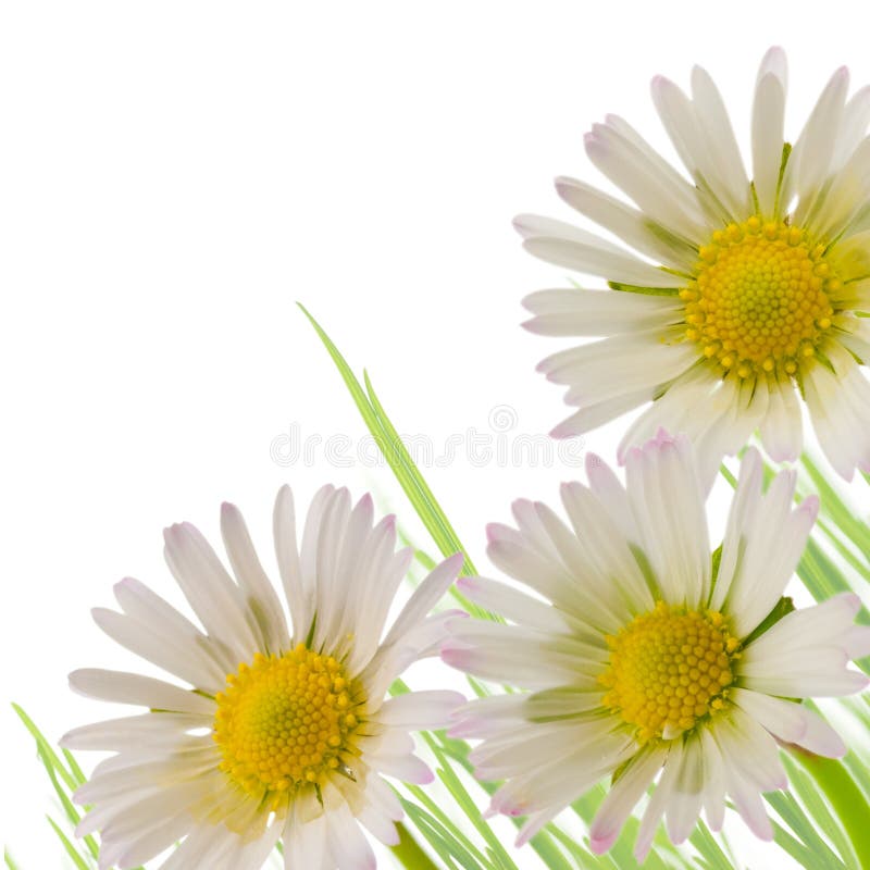 Daisy flower, floral design spring season