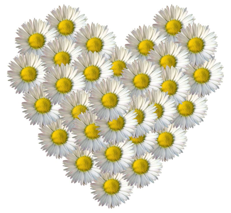 Daisy Flower Full Heart fotografia stock. Immagine di uscire 91925926