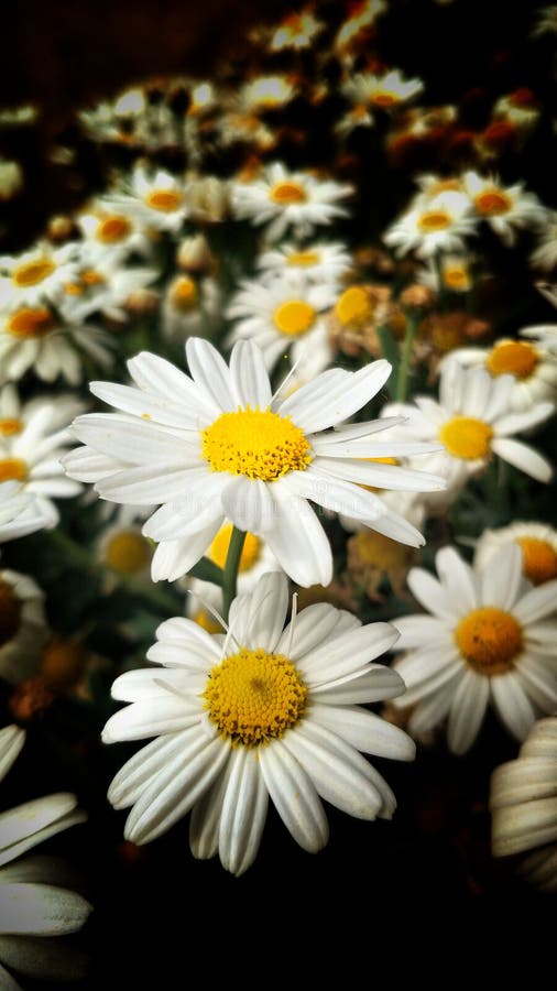 Daisy flower in a garden stock image. Image of blossom - 182463683