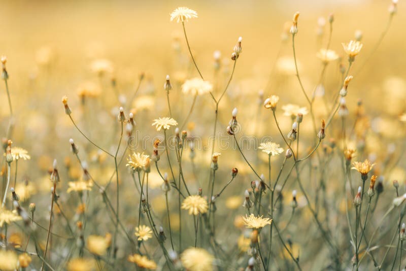 Daisy flower in the grass green shallow depth of field. Beautiful daisy flowers in nature. royalty free stock photography Daisy flower in the grass green shallow depth of field. Beautiful daisy flowers in nature. royalty free stock photography