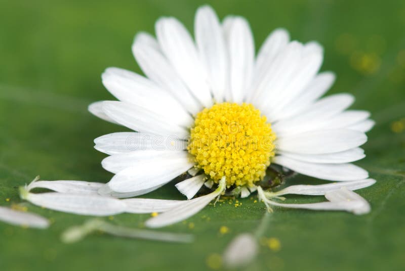 Daisy flower on green leaf stock image. Image of lying 5416707
