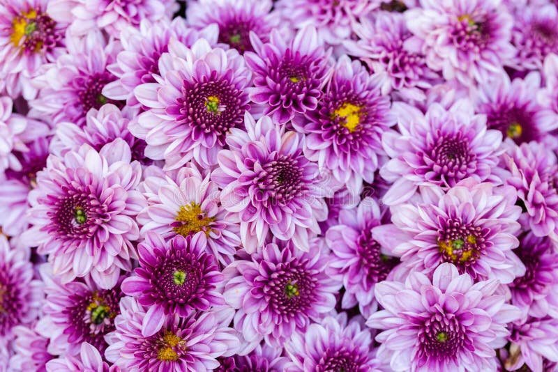 Daisy flower and green leaf background in flower garden at sunny summer or spring day for beauty decoration and agriculture design royalty free stock images Daisy flower and green leaf background in flower garden at sunny summer or spring day for beauty decoration and agriculture design royalty free stock images