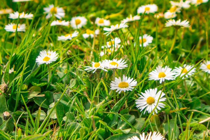 Daisy Flower on Green Meadow Stock Image - Image of green, outdoor ...