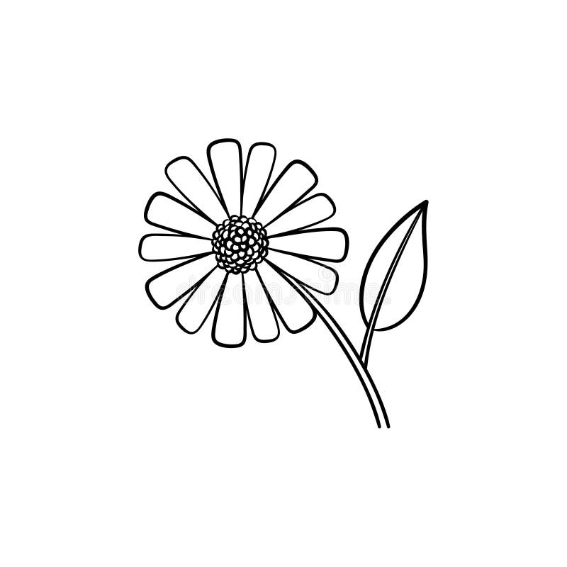 Cartoon Daisy Flower Outline Vector Stock Illustrations – 1,063 Cartoon  Daisy Flower Outline Vector Stock Illustrations, Vectors & Clipart -  Dreamstime