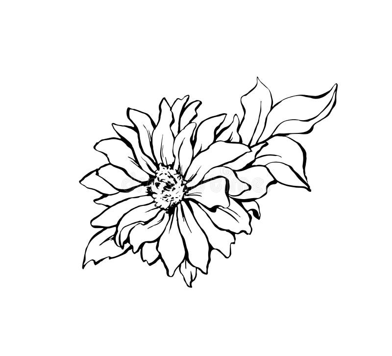 Daisy flower handdrawn ink illustration isolated