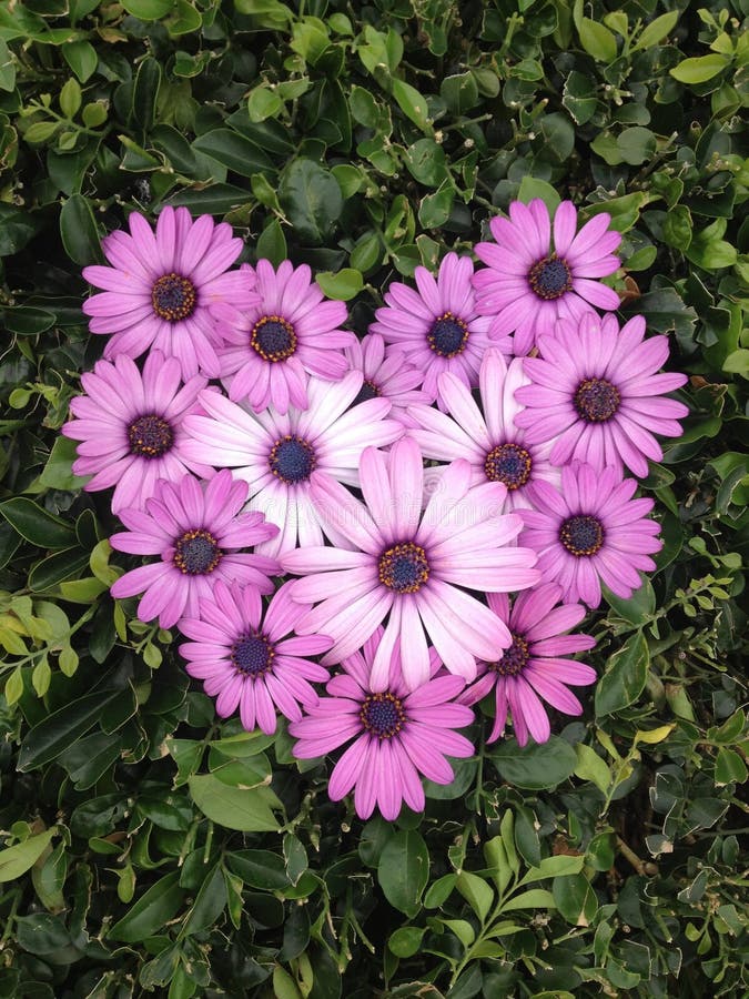 Daisy Flower Heart immagine stock. Immagine di bianco 87121509