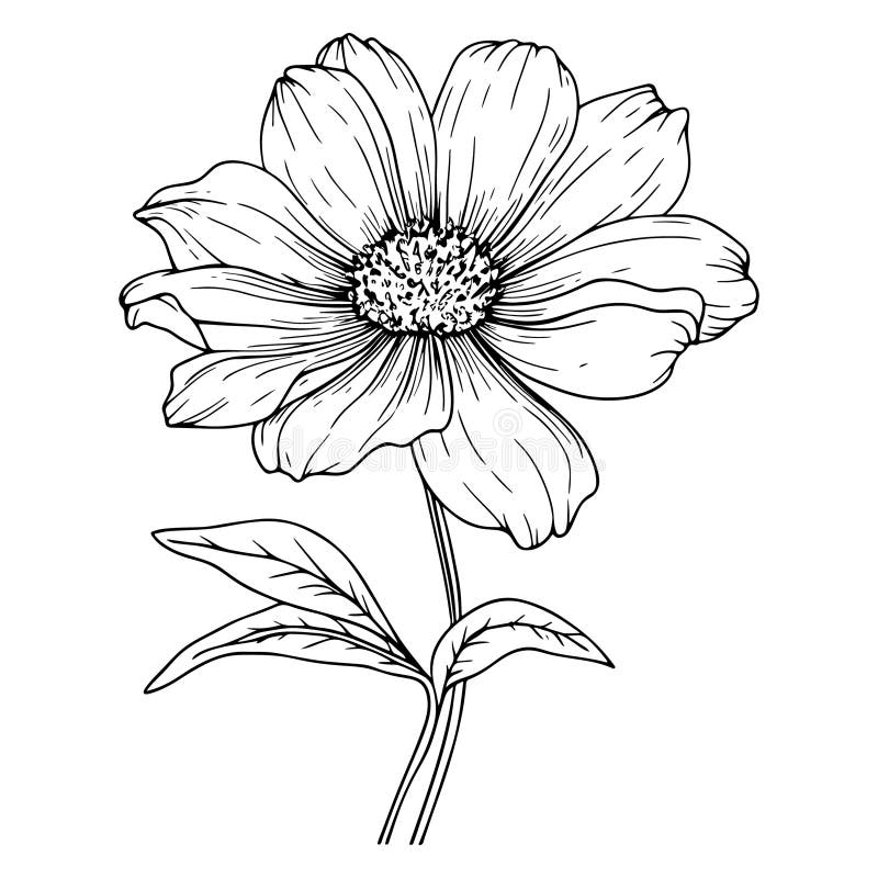 Black Outline Sunflower Line Art Isolated on White Background. Hand ...