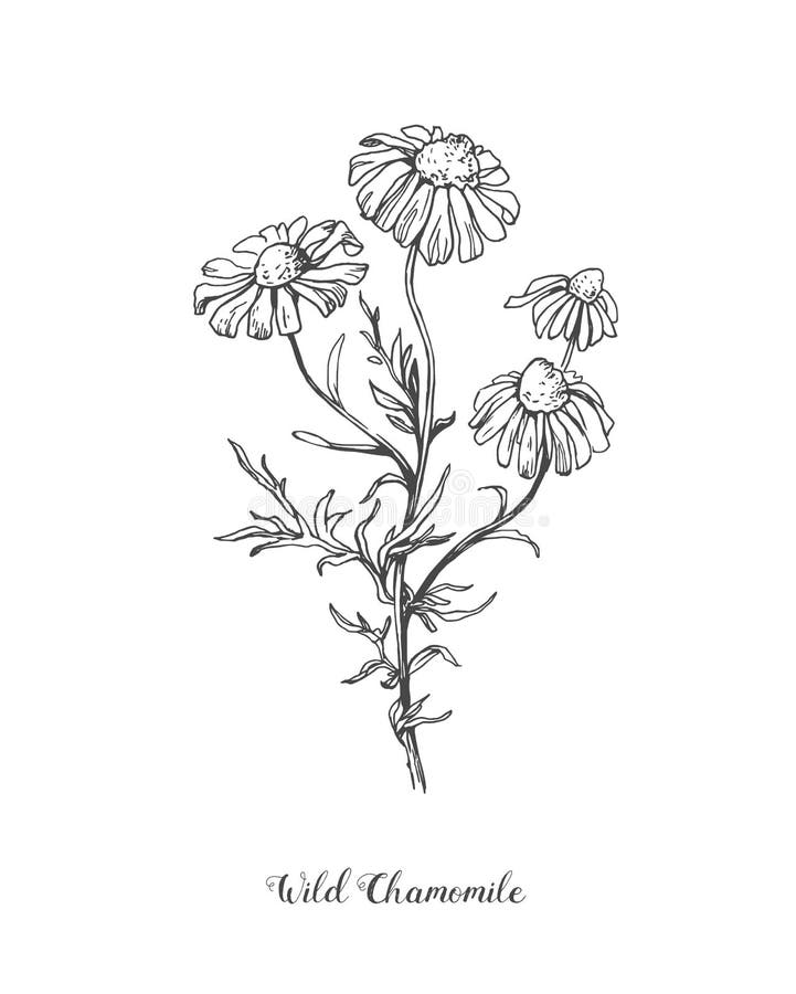 Ink Drawing Bouquet Stock Illustrations – 16,279 Ink Drawing Bouquet ...