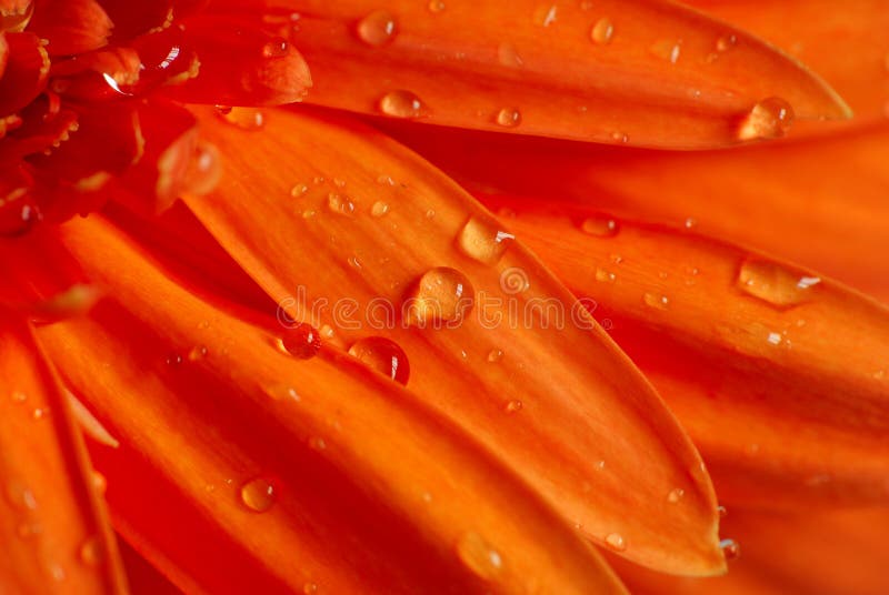 Daisy flower petals macro