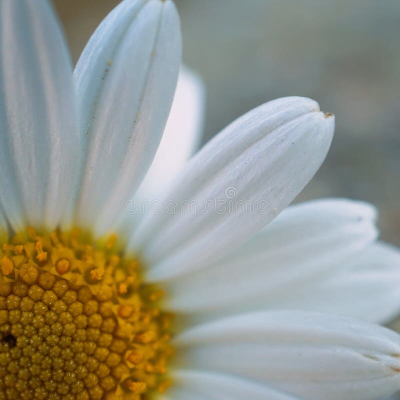 Daisy flower plant petals