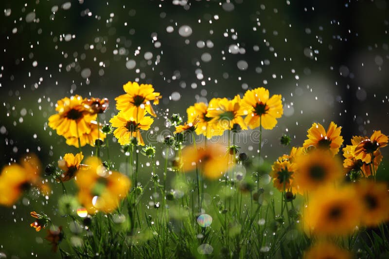 Daisy Flower with Rain Drops Stock Photo Image of dreamy, drop 25113718