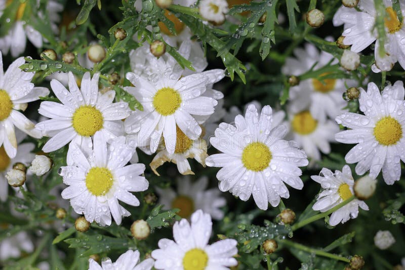 Daisy is a Flower in the Rain Stock Photo Image of floral, fresh