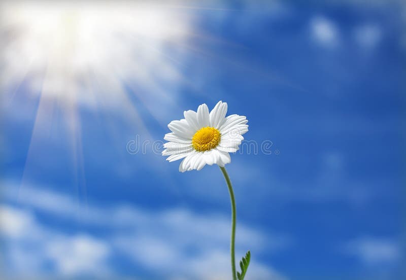 Daisy Flower Reaches for the Sun Stock Image Image of detail, garden