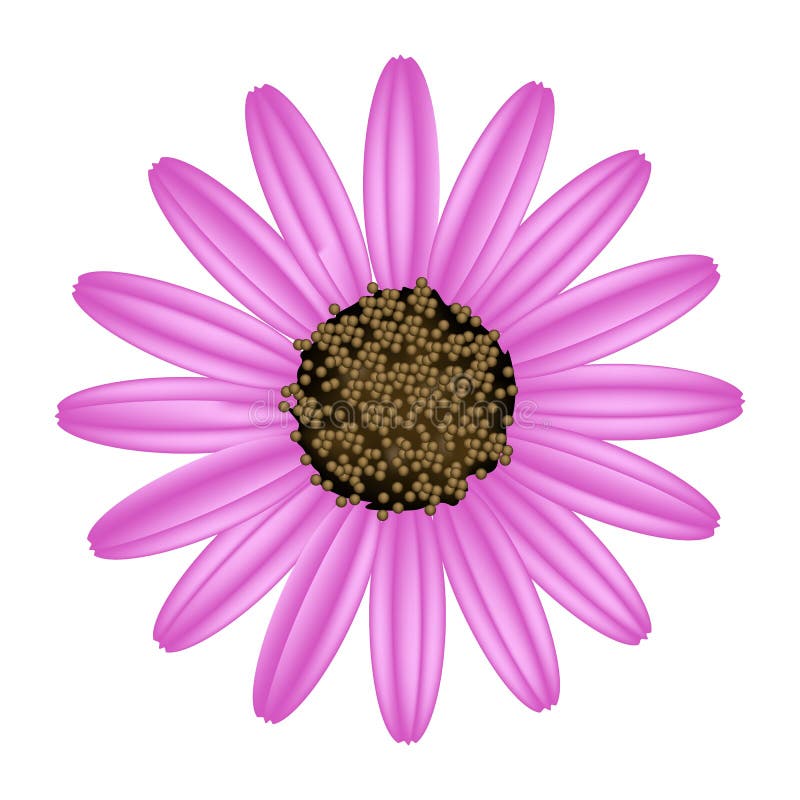 Marguerite Daisy, La Flor Nacional De Dinamarca Ilustración del Vector - Ilustración de planta, indicador: 98093543 Marguerite Daisy, La Flor Nacional De Dinamarca Ilustración del Vector - Ilustración de planta, indicador: 98093543