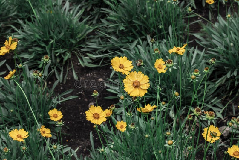 Daisy Flower. this Flower is a Species of Vascular Plant, Which is Rich