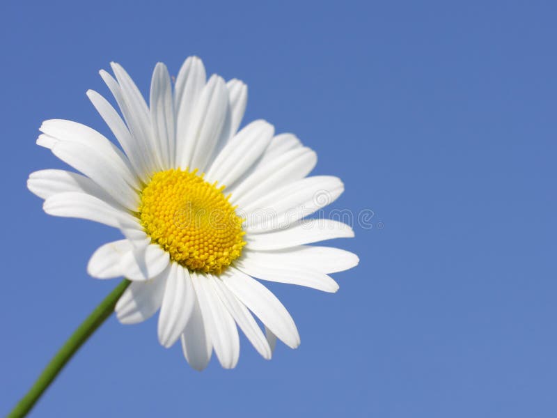 Blue Daisy Flower Closeup stock image. Image of daisy 16913579