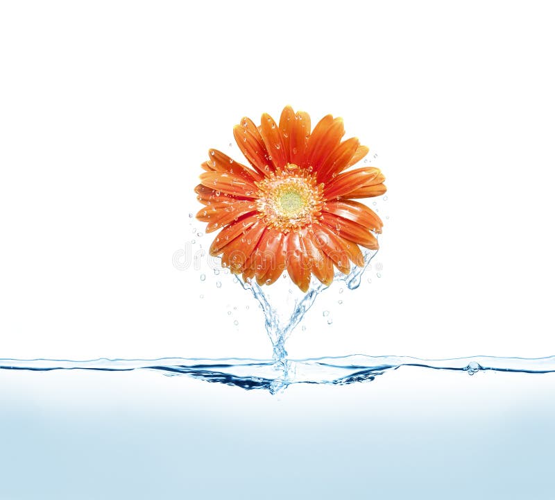 Daisy flower and water royalty free stock photos Daisy flower and water royalty free stock photos