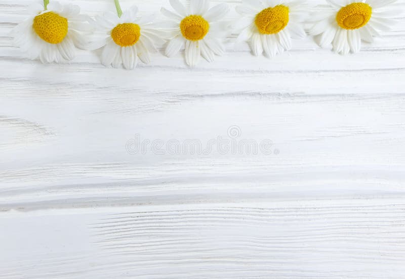Daisy flower on wooden background frame vintage