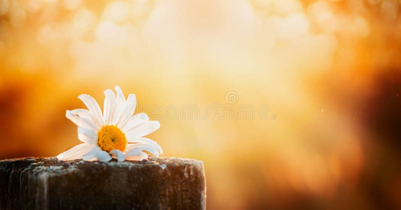 Daisy flower on a wooden table on a natural background sunset sky, banner for website