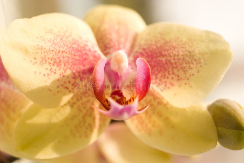 Daisy flowers stock image