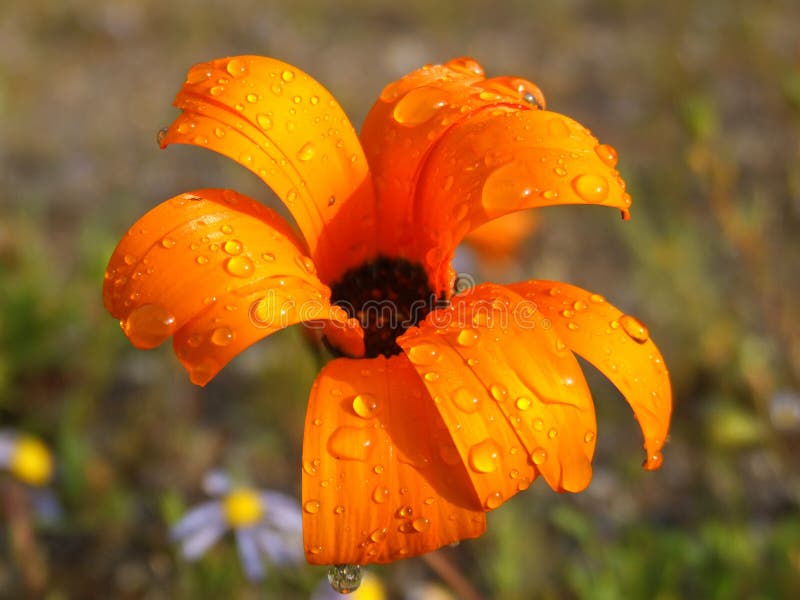 Daisy flowers stock photo. Image of blooming, namaqualand - 1765390