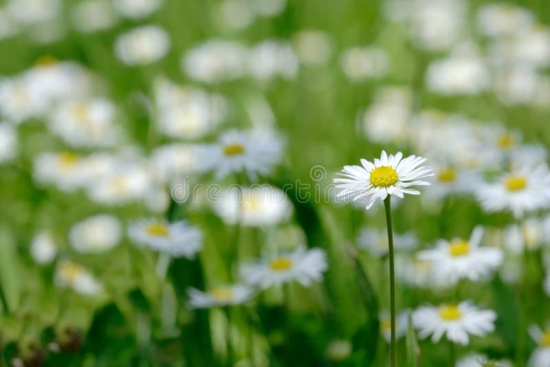Daisy stock photo. Image of elegant, bright, growth, color 2245984