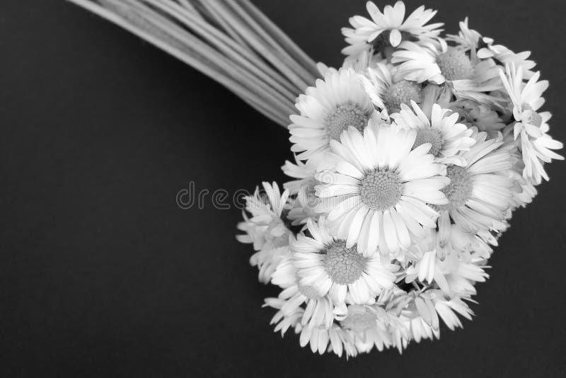 Daisy flowers