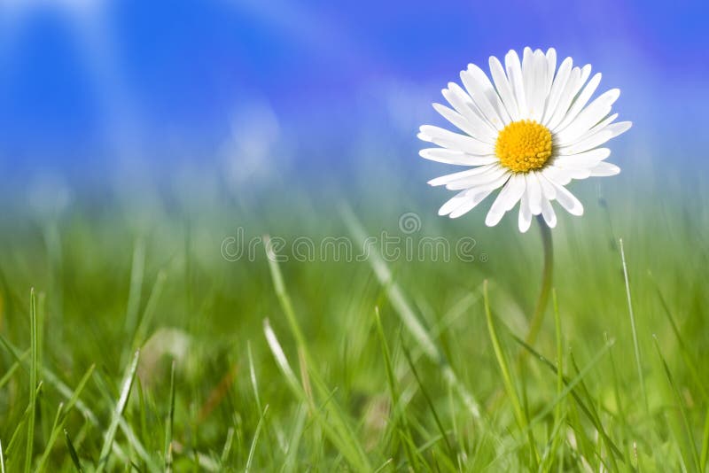Daisy flowers alone stock photo. Image of green, flower 13832944